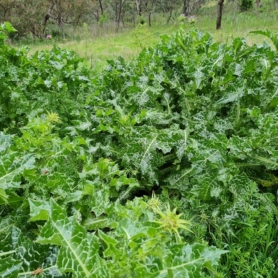 Silybum marianum (Variegated Thistle) at Isaacs Ridge - 25 Oct 2022 by Mike