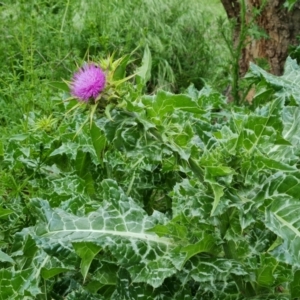 Silybum marianum at Jerrabomberra, ACT - 25 Oct 2022 03:37 PM