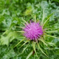 Silybum marianum at Jerrabomberra, ACT - 25 Oct 2022 03:37 PM