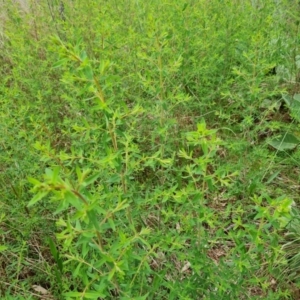 Hypericum perforatum at Jerrabomberra, ACT - 25 Oct 2022