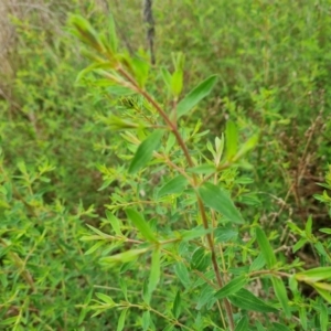 Hypericum perforatum at Jerrabomberra, ACT - 25 Oct 2022