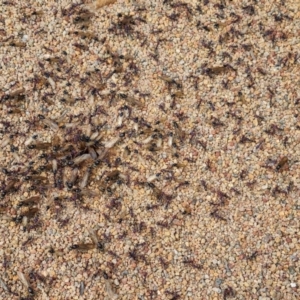 Iridomyrmex purpureus at Jerrabomberra, ACT - 25 Oct 2022