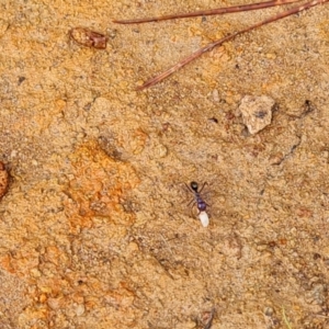 Iridomyrmex purpureus at Jerrabomberra, ACT - 25 Oct 2022