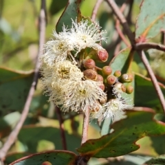 Eucalyptus dives (Broad-leaved Peppermint) at Jerrabomberra, ACT - 25 Oct 2022 by Mike