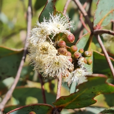 Eucalyptus dives (Broad-leaved Peppermint) at Jerrabomberra, ACT - 25 Oct 2022 by Mike