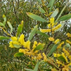 Acacia longifolia subsp. longifolia (Sydney Golden Wattle) at Jerrabomberra, ACT - 25 Oct 2022 by Mike
