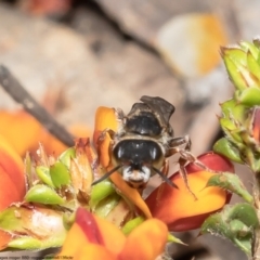 Leioproctus (Andrenopsis) wilsoni at Bruce, ACT - suppressed