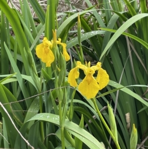 Iris pseudacorus at Yarralumla, ACT - 23 Oct 2022 01:35 PM