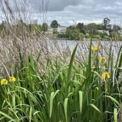 Iris pseudacorus at Yarralumla, ACT - 23 Oct 2022 01:35 PM