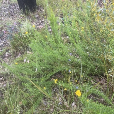 Chrysocephalum semipapposum (Clustered Everlasting) at Aranda, ACT - 25 Oct 2022 by lbradley