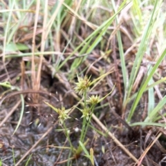 Juncus capitatus (Dwarf Rush) at Yarralumla, ACT - 13 Nov 2021 by JaneR