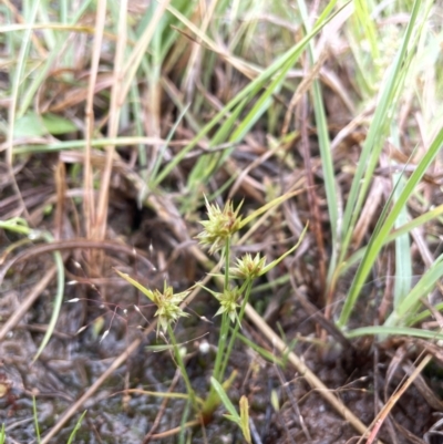 Juncus capitatus (Dwarf Rush) at Yarralumla, ACT - 13 Nov 2021 by JaneR