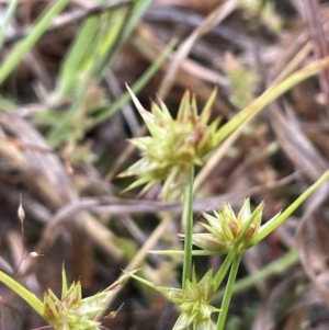 Juncus capitatus at Yarralumla, ACT - 13 Nov 2021