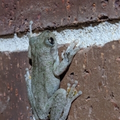 Litoria peronii (Peron's Tree Frog, Emerald Spotted Tree Frog) at Thurgoona, NSW - 23 Oct 2022 by ChrisAllen