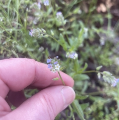 Myosotis discolor (Forget-me-not) at Point 4081 - 25 Oct 2022 by lbradley