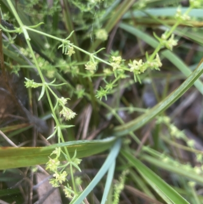 Galium gaudichaudii (Rough Bedstraw) at Aranda Bushland - 25 Oct 2022 by lbradley