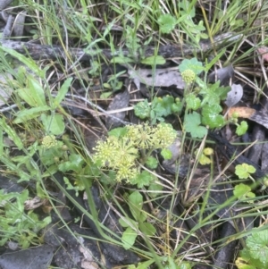 Hydrocotyle laxiflora at Aranda, ACT - 25 Oct 2022