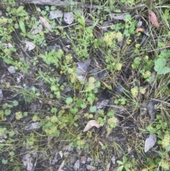 Hydrocotyle laxiflora at Aranda, ACT - 25 Oct 2022 06:04 PM