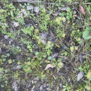 Hydrocotyle laxiflora at Aranda, ACT - 25 Oct 2022 06:04 PM