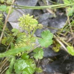 Hydrocotyle laxiflora at Aranda, ACT - 25 Oct 2022