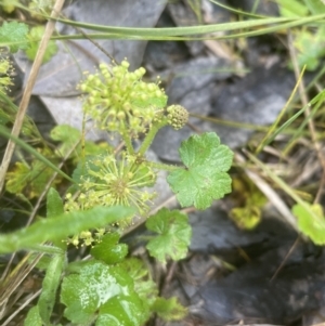 Hydrocotyle laxiflora at Aranda, ACT - 25 Oct 2022 06:04 PM