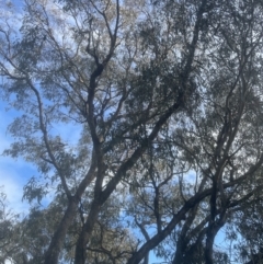 Eucalyptus bridgesiana at Aranda, ACT - 25 Oct 2022