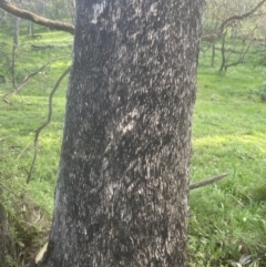 Eucalyptus bridgesiana at Aranda, ACT - 25 Oct 2022