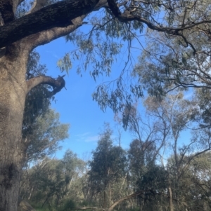 Eucalyptus bridgesiana at Aranda, ACT - 25 Oct 2022 06:17 PM