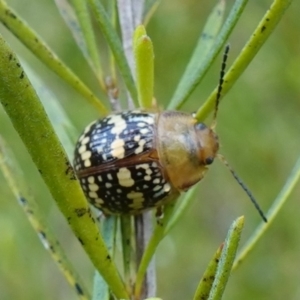 Paropsis pictipennis at Stromlo, ACT - 20 Oct 2022 10:15 AM