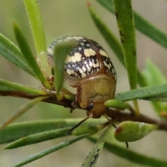 Paropsis pictipennis at Stromlo, ACT - 20 Oct 2022 10:15 AM