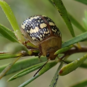 Paropsis pictipennis at Stromlo, ACT - 20 Oct 2022 10:15 AM