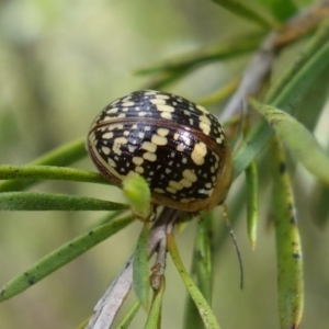 Paropsis pictipennis at Stromlo, ACT - 20 Oct 2022 10:15 AM