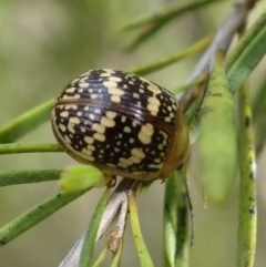 Paropsis pictipennis at Stromlo, ACT - 20 Oct 2022 10:15 AM