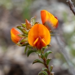 Pultenaea procumbens (Bush Pea) at Stromlo, ACT - 20 Oct 2022 by RobG1