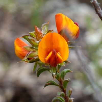 Pultenaea procumbens (Bush Pea) at Stromlo, ACT - 21 Oct 2022 by RobG1