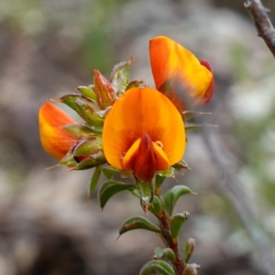 Pultenaea procumbens (Bush Pea) at Stromlo, ACT - 20 Oct 2022 by RobG1