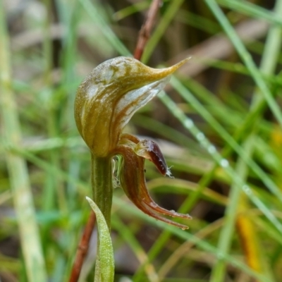 Oligochaetochilus aciculiformis (Needle-point rustyhood) at ANBG South Annex - 24 Oct 2022 by RobG1