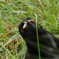 Corcorax melanorhamphos (White-winged Chough) at ANBG South Annex - 24 Oct 2022 by RobG1