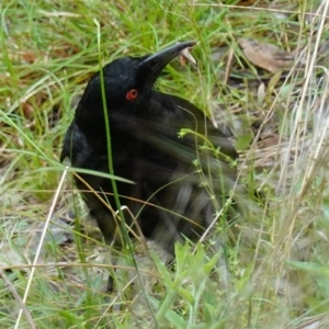 Corcorax melanorhamphos at Acton, ACT - 24 Oct 2022 01:43 PM