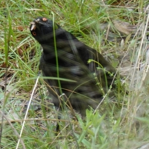 Corcorax melanorhamphos at Acton, ACT - 24 Oct 2022 01:43 PM