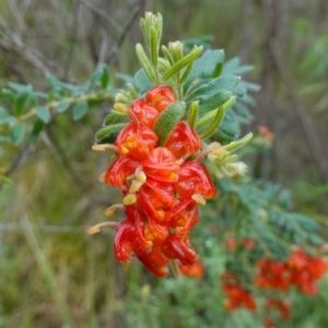 Grevillea alpina at Acton, ACT - 24 Oct 2022