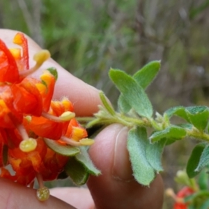 Grevillea alpina at Acton, ACT - 24 Oct 2022