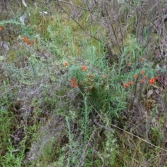 Grevillea alpina at Acton, ACT - 24 Oct 2022