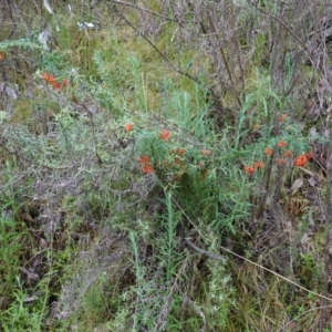 Grevillea alpina at Acton, ACT - 24 Oct 2022