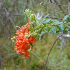 Grevillea alpina at Acton, ACT - 24 Oct 2022