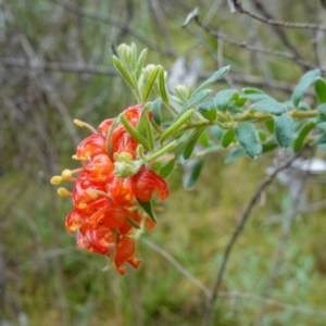 Grevillea alpina at Acton, ACT - 24 Oct 2022