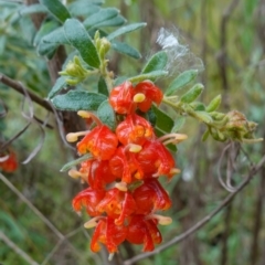 Grevillea alpina at Acton, ACT - 24 Oct 2022