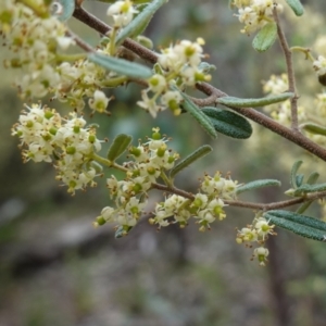 Pomaderris angustifolia at Stromlo, ACT - 24 Oct 2022 04:02 PM