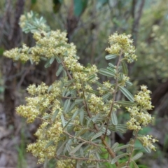 Pomaderris angustifolia at Stromlo, ACT - 24 Oct 2022