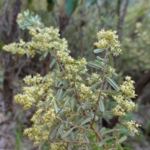 Pomaderris angustifolia at Stromlo, ACT - 24 Oct 2022 04:02 PM